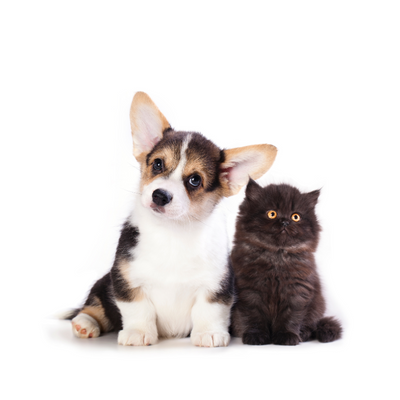 Cachorros