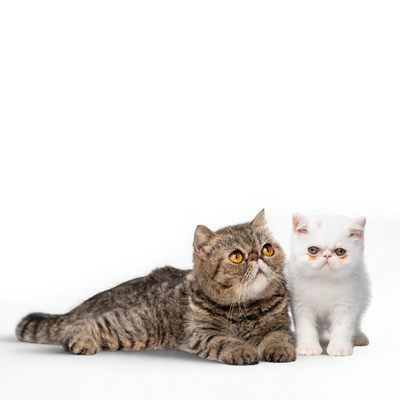 Gatos