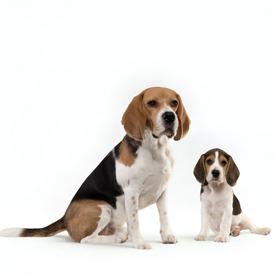 Perros
